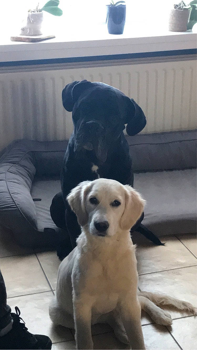 Texas participe au concours pour gagner de l'argent avec cette photo : canidae, carnivore, chair, collar, comfort, companion_dog, couch, dog, dog_breed, dog_collar, dog_supply, fawn, flooring, fur, guard_dog, gun_dog, pet_supply, snout, sporting_group, working_animal