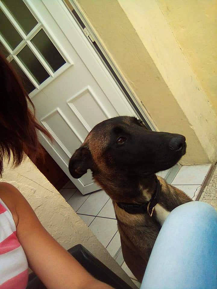 Nesma participe au concours pour gagner de l'argent avec cette photo : canidae, carnivore, dog, dog_breed, fawn, snout, sporting_group