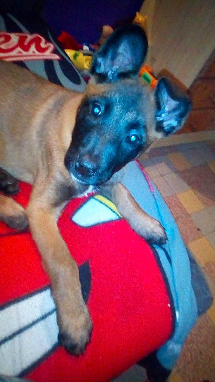 Nesma participe au concours pour gagner de l'argent avec cette photo : black_mouth_cur, canidae, carnivore, dog, dog_breed, fawn, german_shepherd_dog, mammal, non_sporting_group, snout, vertebrate