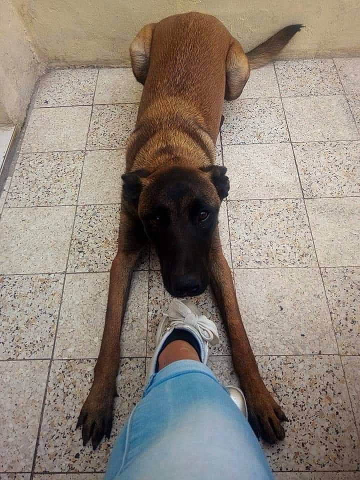 Nesma participe au concours pour gagner de l'argent avec cette photo : black_mouth_cur, canidae, carnivore, companion_dog, dog, dog_breed, fawn, guard_dog, mammal, potcake_dog, snout, sporting_group, street_dog, tail