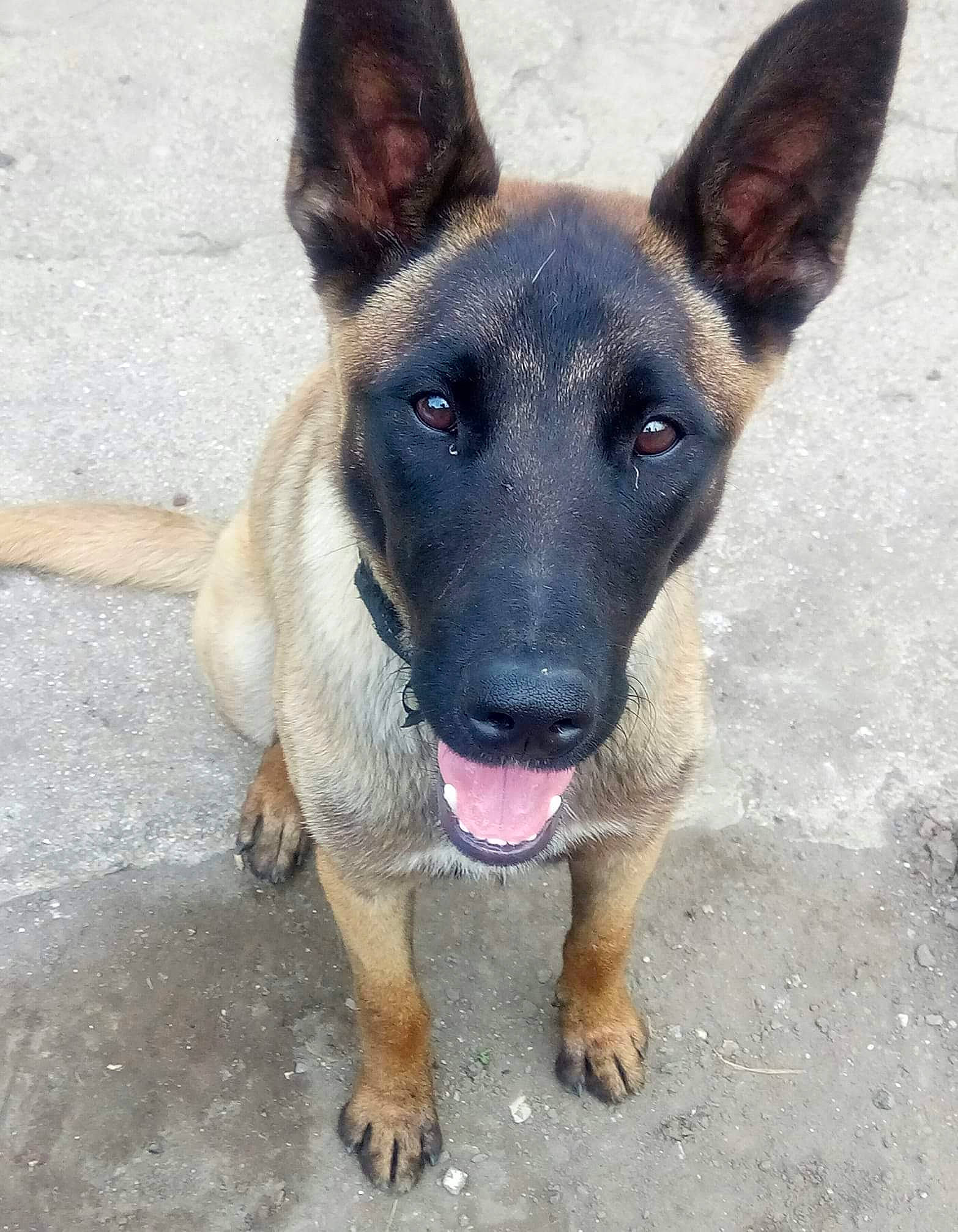 Nesma a rejoint le concours — aidez-le/la à gagner de superbes lots ! belgian_shepherd, belgian_shepherd_malinois, canidae, carnivore, dog, dog_breed, east_european_shepherd, fawn, formosan_mountain_dog, german_shepherd_dog, king_shepherd, kunming_wolfdog, mammal, police_dog, rare_breed_dog, snout, street_dog, vertebrate, working_dog