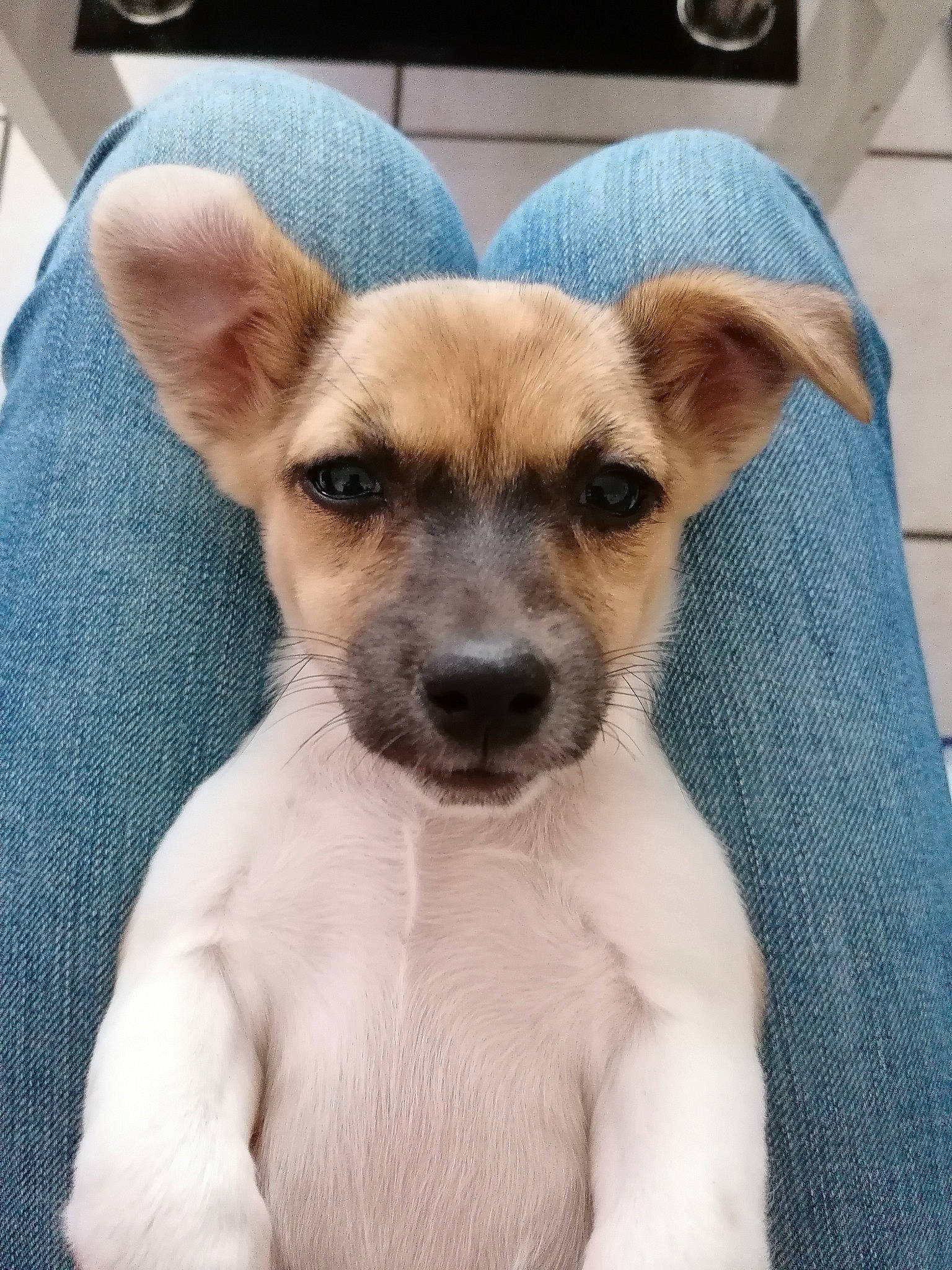 Maya participe au concours pour gagner de l'argent avec cette photo : canidae, carnivore, companion_dog, dog, dog_breed, fawn, feist, mammal, miniature_fox_terrier, potcake_dog, puppy, puppy_love, rare_breed_dog, rat_terrier, snout, sporting_group, street_dog, tenterfield_terrier, vertebrate, whiskers