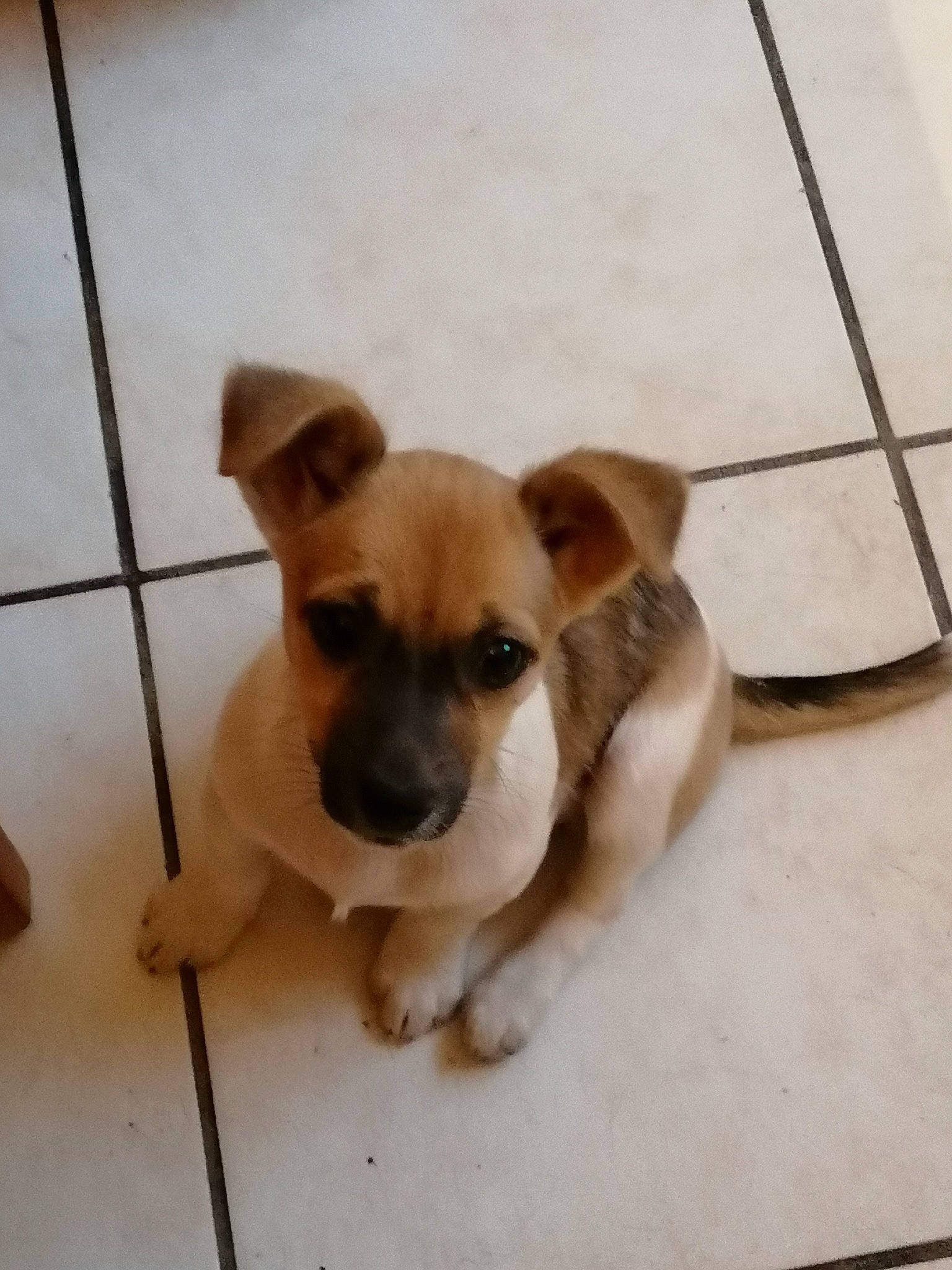 Maya a rejoint le concours — aidez-le/la à gagner de superbes lots ! canidae, carnivore, chihuahua, companion_dog, dog, dog_breed, fawn, mammal, puppy, rare_breed_dog, snout, sporting_group, street_dog, toy_dog