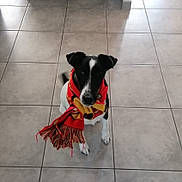 Oslo participe au concours pour gagner de l'argent avec cette photo : accessory, animal, black_and_white, canine, colorful, companion, cozy, curious, cute, dog, domestic_animal, fur, indoor, looking_up, pet, portrait, scarf, sitting, tile_floor, warm