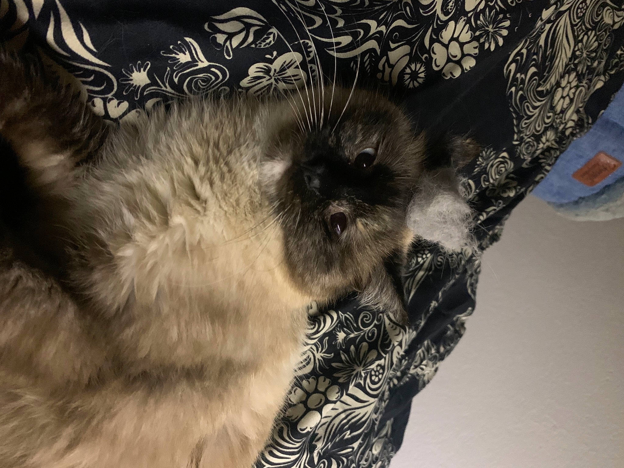 Willo participe au concours pour gagner de l'argent avec cette photo : chest, cloud, dog_breed, fashion_accessory, feather, felidae, fur, fur_clothing, grey, human_leg, monochrome_photography, pattern, paw, small_to_medium_sized_cats, snout, tail, tree, visual_arts, whiskers, wing