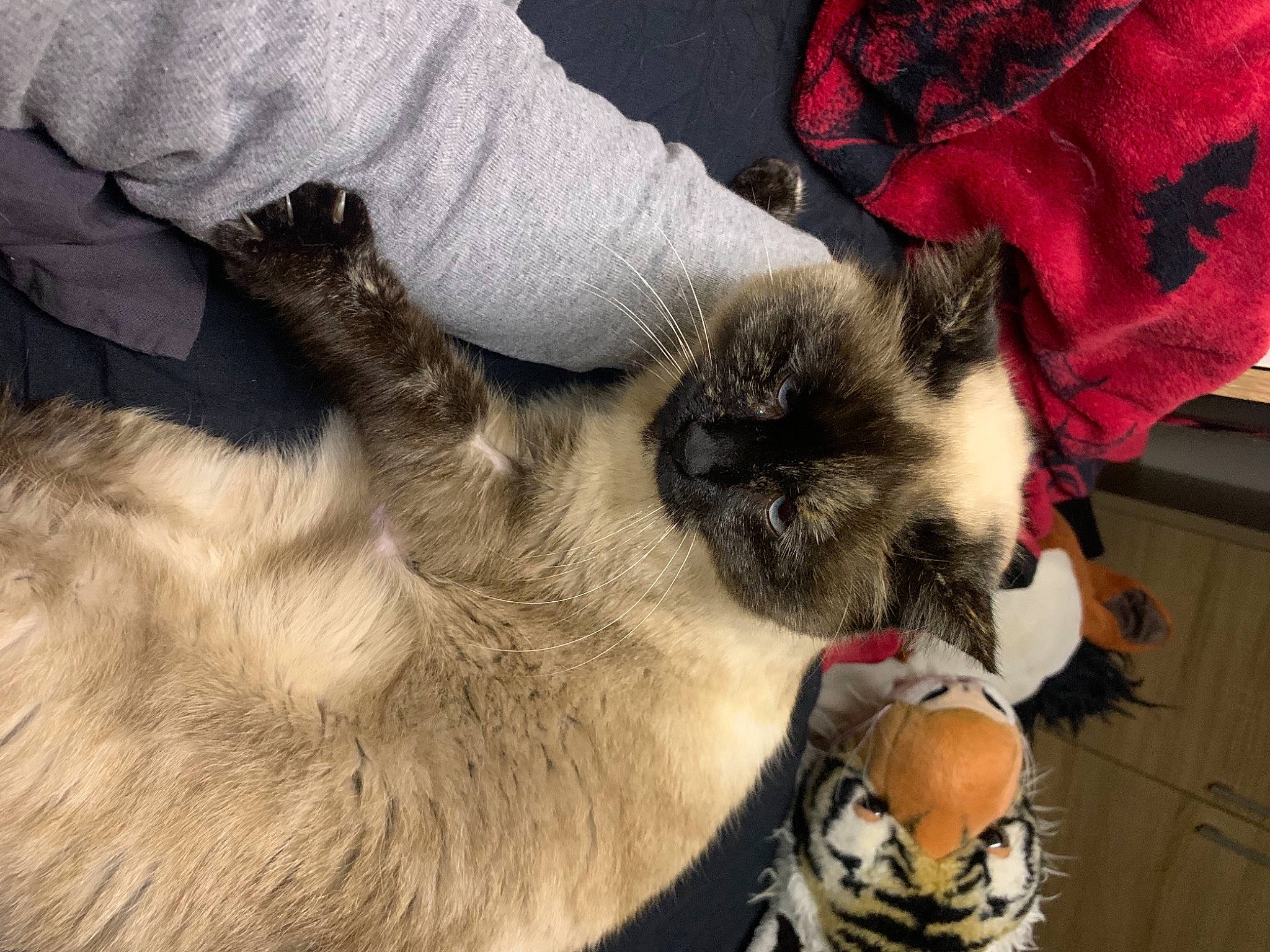 Willo a rejoint le concours — aidez-le/la à gagner de superbes lots ! balinese, birman, carnivore, cat, felidae, fur, siamese, small_to_medium_sized_cats, snout, thai, tonkinese, vertebrate, whiskers