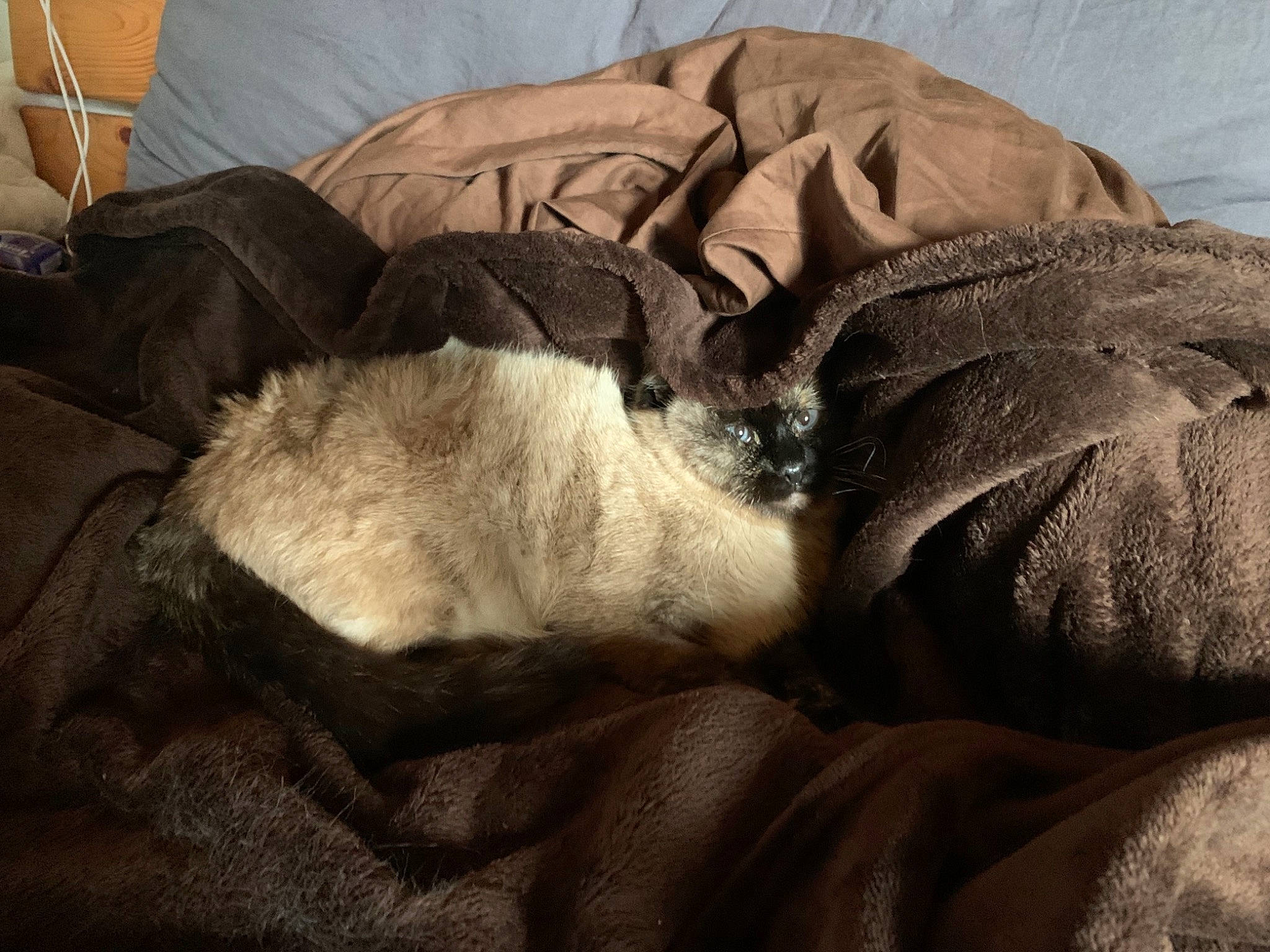 Willo participe au concours pour gagner de l'argent avec cette photo : bedding, blanket, carnivore, comfort, companion_dog, dog_breed, fur, linens, nap, sleep, slipcover