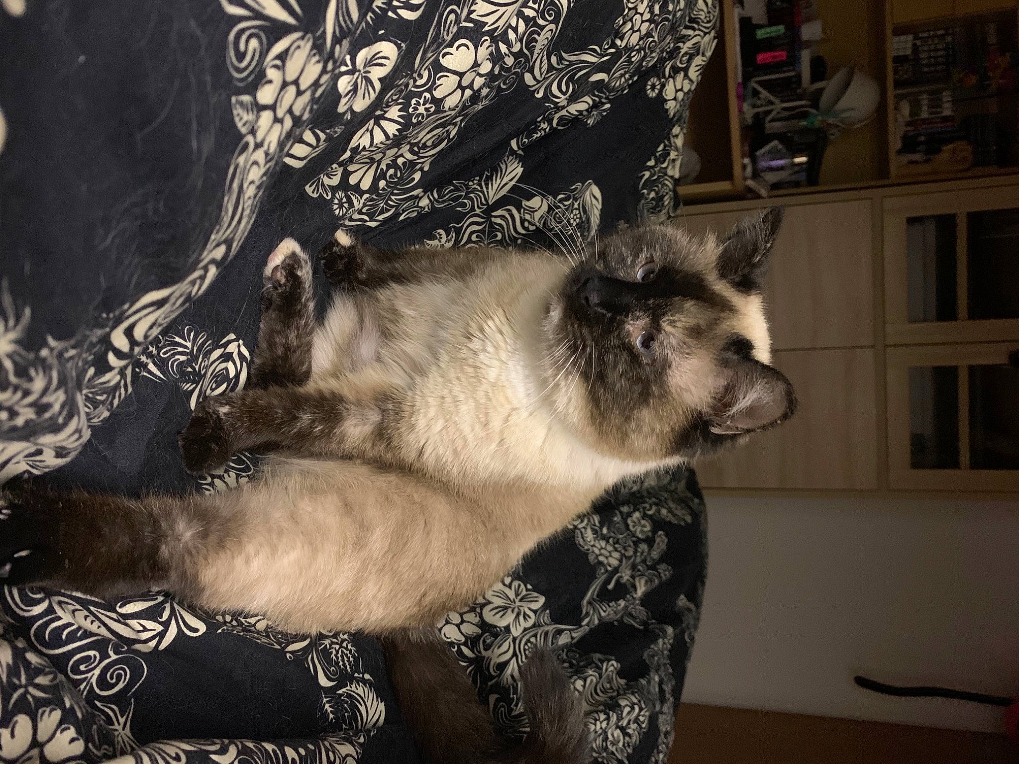 Willo a rejoint le concours — aidez-le/la à gagner de superbes lots ! architecture, blue, carnivore, cat, dog_breed, eye, felidae, green, human, lighting, monochrome, monochrome_photography, nature, night, organism, room, shoulder, small_to_medium_sized_cats, vertebrate, whiskers