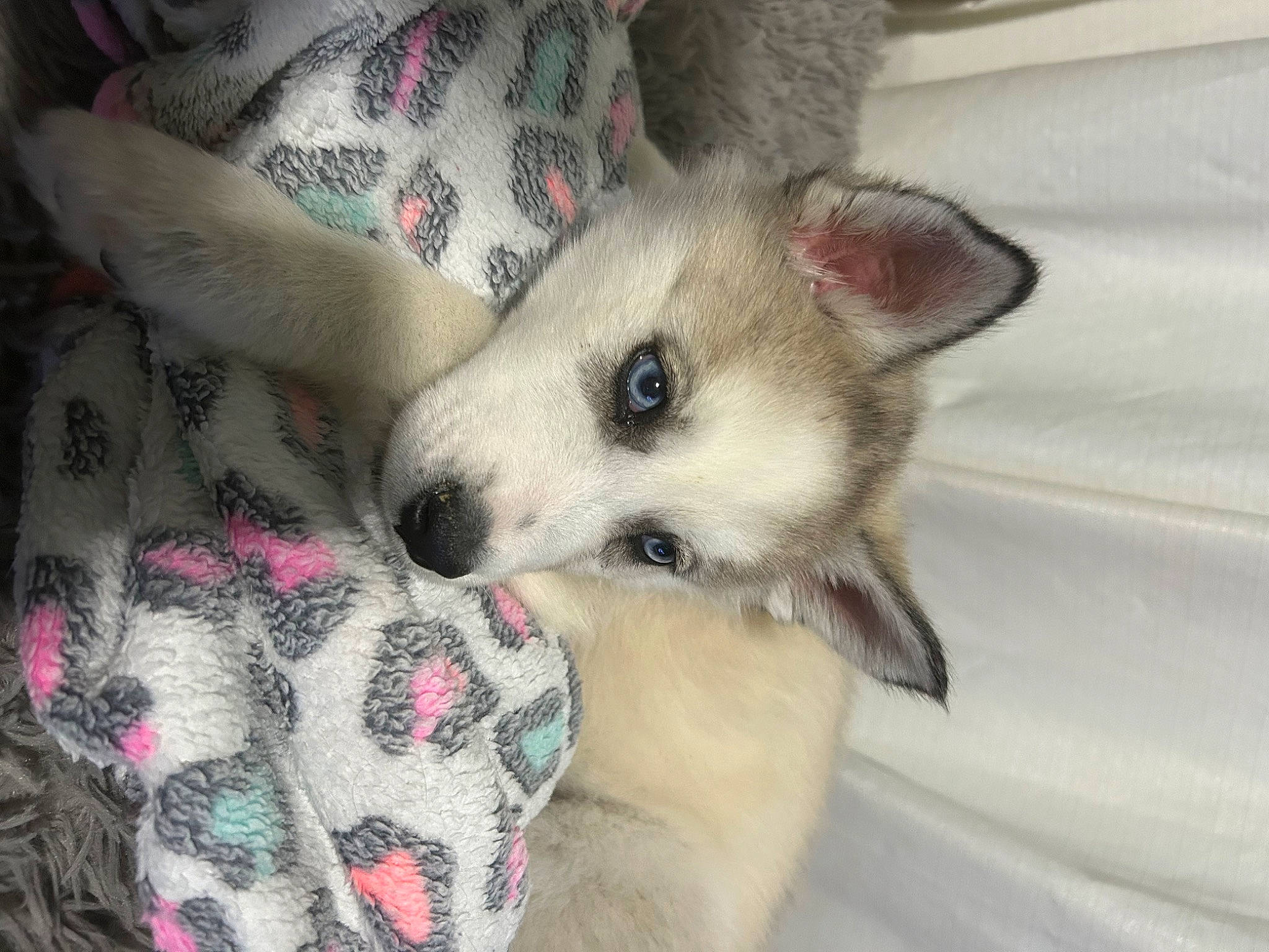 Kenai joined the competition — help win amazing prizes! canidae, carnivore, comfort, companion_dog, dog, dog_breed, dog_supply, fawn, foot, fur, non_sporting_group, pattern, paw, pet_supply, snout, sporting_group, terrestrial_animal, whiskers