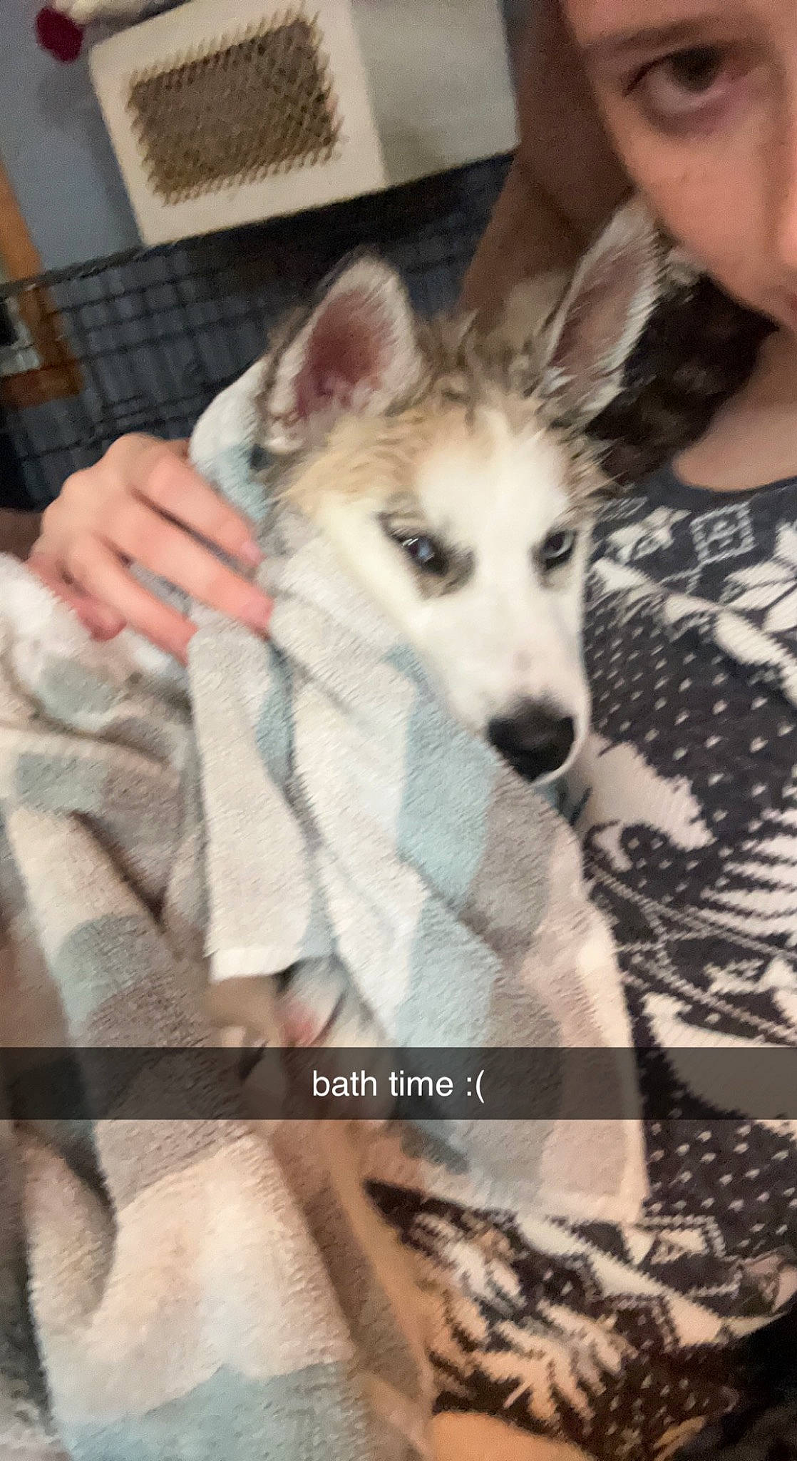 Kenai joined the competition — help win amazing prizes! canidae, carnivore, comfort, companion_dog, dog, dog_breed, fawn, foot, fur, linens, non_sporting_group, pattern, paw, puppy, small_to_medium_sized_cats, snout, sporting_group, terrestrial_animal, vertebrate, whiskers