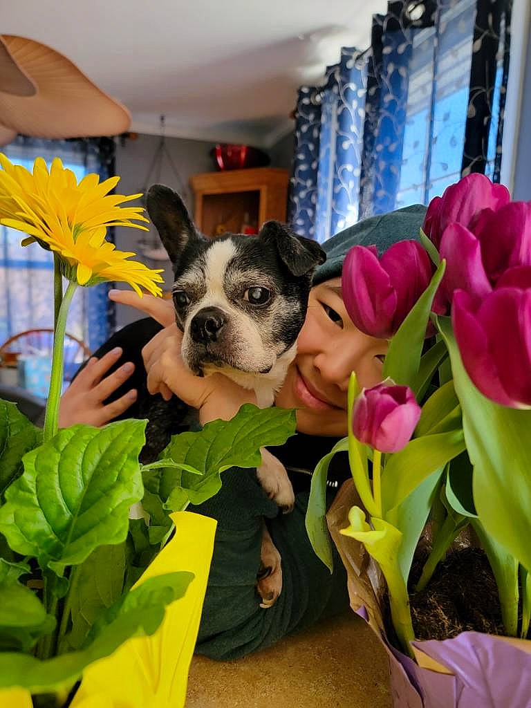 Georgia is registered to the contest to win money with this photo: boston_terrier, bouquet, canidae, carnivore, companion_dog, cut_flowers, dog, dog_breed, fawn, floral_design, floristry, flower, flower_arranging, flowering_plant, grass, happy, petal, plant, room, toy_dog