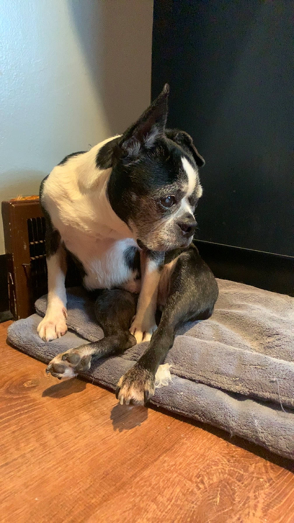 Georgia is registered to the contest to win money with this photo: boston_terrier, canidae, carnivore, comfort, companion_dog, dog, dog_breed, fawn, felidae, flooring, fur, hardwood, paw, snout, sporting_group, tail, toy_dog, whiskers, wood, working_animal