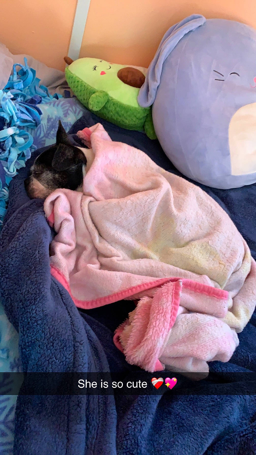 Georgia joined the competition — help win amazing prizes! bed_sheet, bedding, blanket, cat, child, comfort, companion_dog, felidae, fur, linens, magenta, pink, plush, sitting, small_to_medium_sized_cats, stuffed_toy, teddy_bear, toy, whiskers