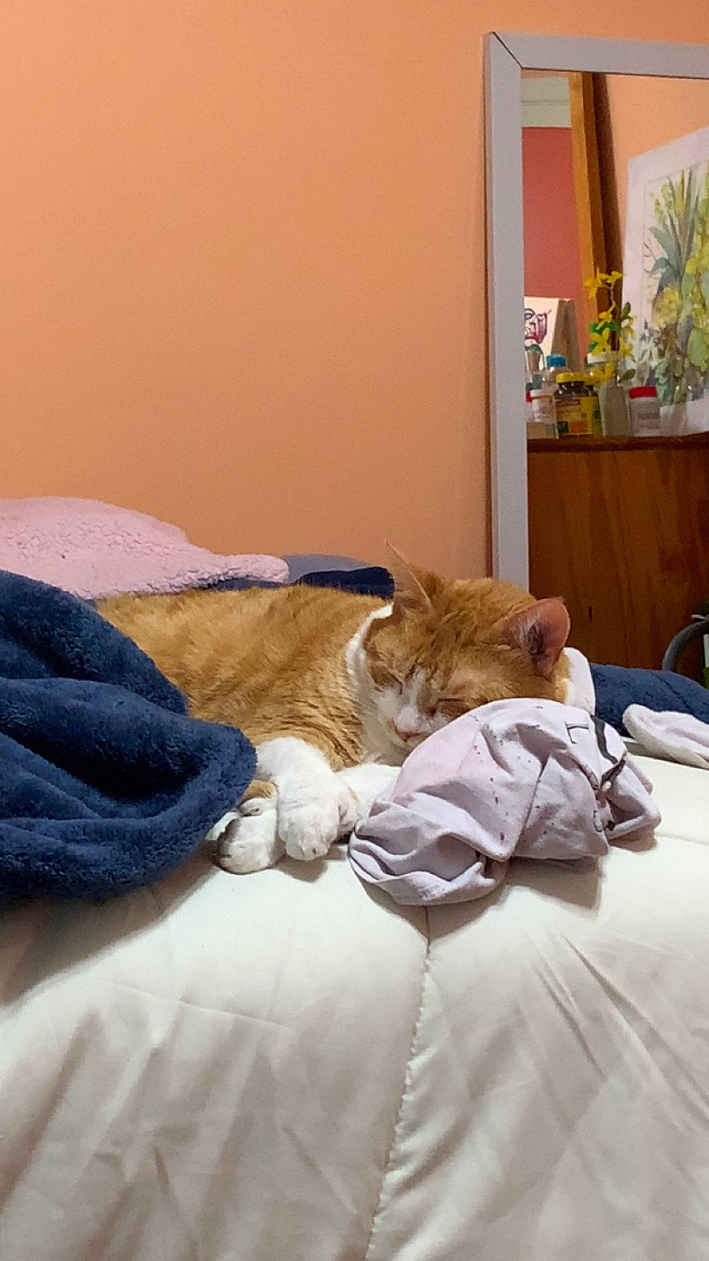 Lacy is registered to the contest to win money with this photo: bed, bed_frame, bedding, carnivore, cat, chair, comfort, duvet, felidae, flooring, fur, hardwood, houseplant, linens, mattress, plant, small_to_medium_sized_cats, textile, whiskers, wood