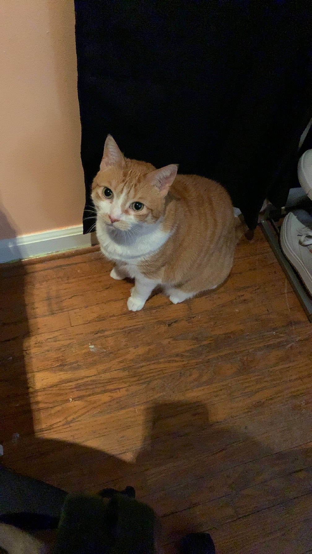 Lacy is registered to the contest to win money with this photo: brown, carnivore, cat, domestic_short_haired_cat, fawn, felidae, floor, flooring, fur, hardwood, laminate_flooring, plywood, small_to_medium_sized_cats, tail, tire, varnish, whiskers, wood, wood_flooring, wood_stain