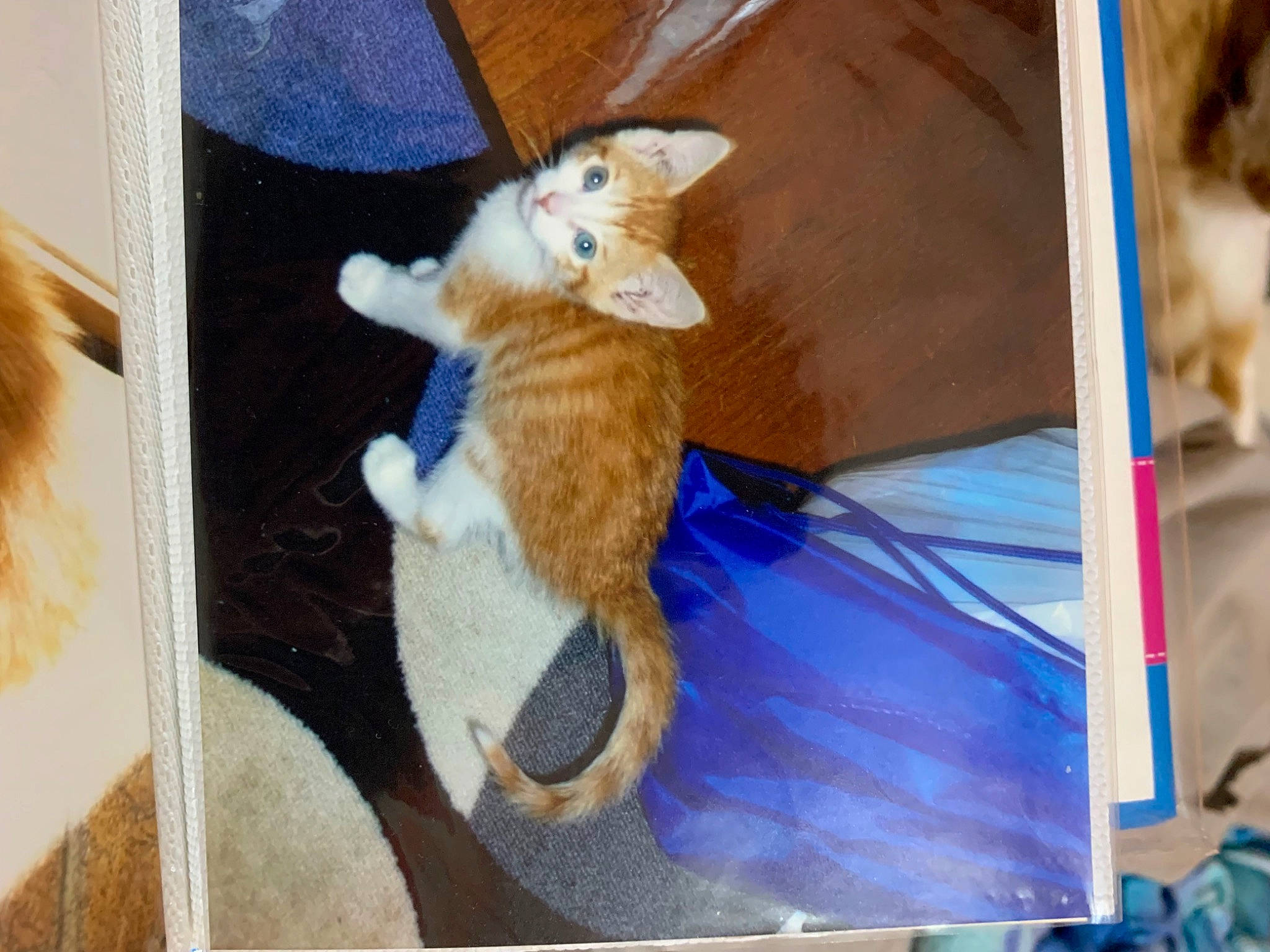 Lacy joined the competition — help win amazing prizes! art, carnivore, cat, comfort, companion_dog, dog, domestic_short_haired_cat, fashion_accessory, fawn, felidae, fur, lap, plush, room, small_to_medium_sized_cats, stuffed_toy, tail, toy, whiskers, wood