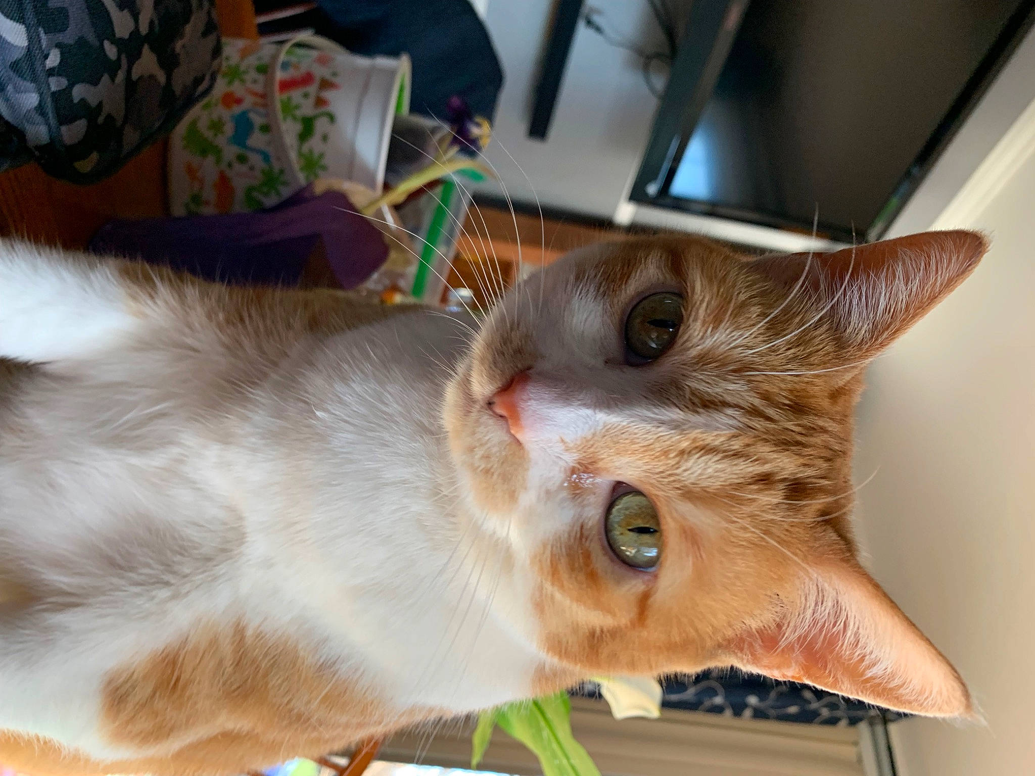 Lacy joined the competition — help win amazing prizes! carnivore, cat, collar, domestic_short_haired_cat, fang, fawn, felidae, fur, paw, small_to_medium_sized_cats, snout, tail, thai, whiskers, wood