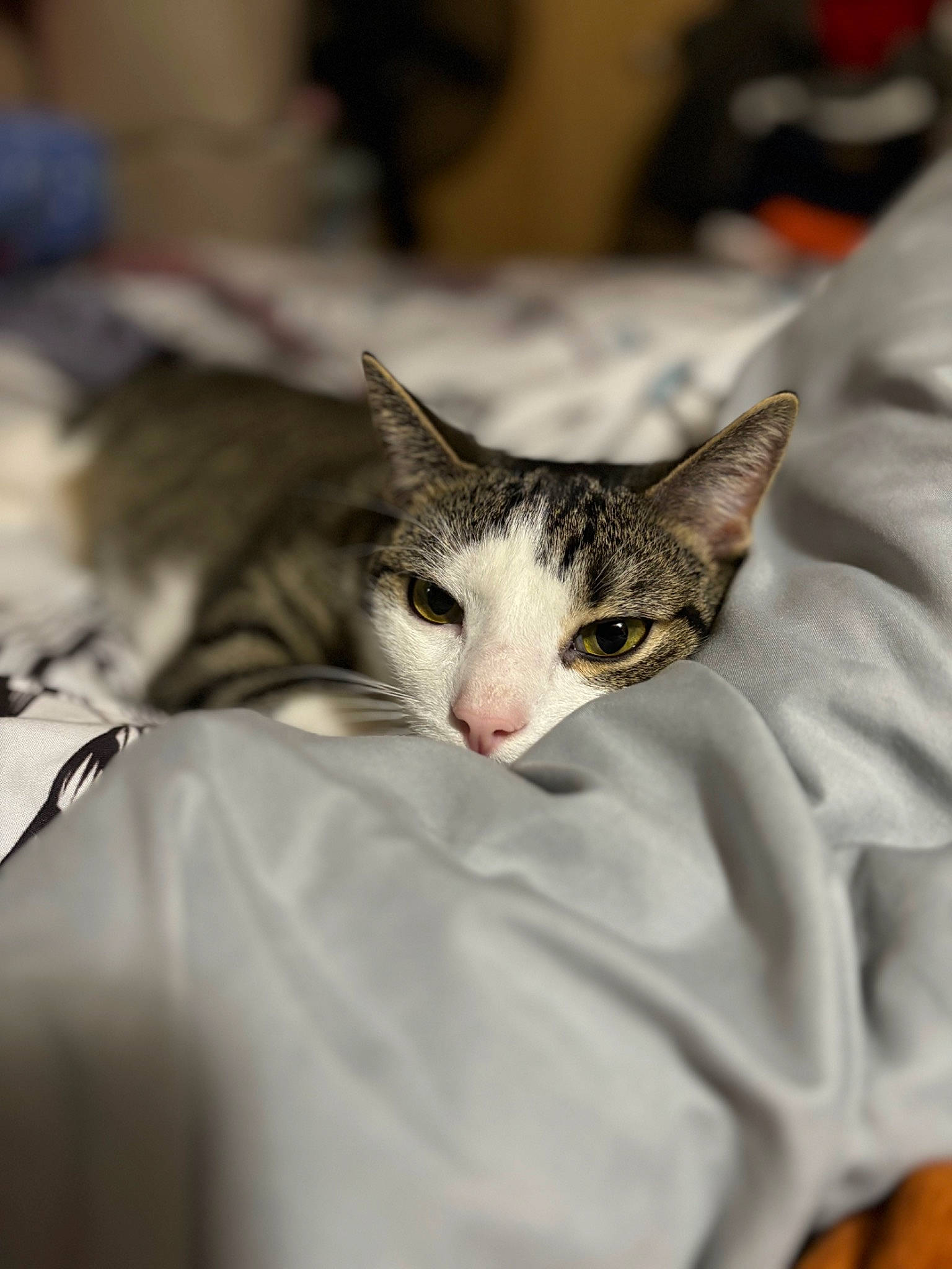 Aj Cat joined the competition — help win amazing prizes! carnivore, cat, comfort, domestic_short_haired_cat, ear, event, fawn, felidae, fur, linens, small_to_medium_sized_cats, snout, terrestrial_animal, vertebrate, whiskers