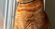 Osiris participe au concours pour gagner de l'argent avec cette photo : cat, ginger_cat, window, windowsill, indoor, pet, feline, fur, whiskers, collar, curious, sitting, side_view, domestic_animal, animal, natural_light, portrait, looking_out, orange_fur, house