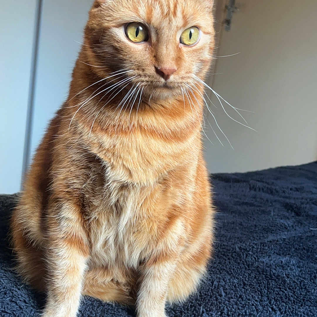 Osiris a rejoint le concours — aidez-le/la à gagner de superbes lots ! bed, blanket, cat, close_up, cozy, curious, ears, feline, fur, ginger_cat, home_interior, indoor, paws, pet, portrait, sitting, soft_texture, tabby, whiskers, yellow_eyes