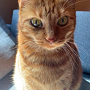 Osiris participe au concours pour gagner de l'argent avec cette photo : cat, ginger_cat, tabby, orange_tabby, feline, pet, whiskers, close_up, portrait, sitting, indoor, sunlight, eyes, ears, fur, nose, sofa, cozy, attentive, domestic