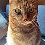 cat, ginger_cat, tabby, orange_tabby, feline, pet, whiskers, close_up, portrait, sitting, indoor, sunlight, eyes, ears, fur, nose, sofa, cozy, attentive, domestic