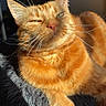 Osiris participe au concours pour gagner de l'argent avec cette photo : cat, ginger_cat, sunlight, indoor, pet, feline, whiskers, relaxed, cozy, blanket, fur, paw, closeup, portrait, animal, cute, resting, domestic_cat, warm, squinting