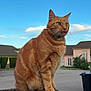 Osiris a rejoint le concours — aidez-le/la à gagner de superbes lots ! cat, ginger_cat, feline, pet, outdoor, perched, wooden_fence, fence_post, suburban, house, sky, clouds, whiskers, paws, collar, portrait, street, trash_bin, green_grass, sunset_light