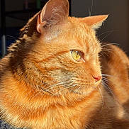 Osiris a rejoint le concours — aidez-le/la à gagner de superbes lots ! cat, orange_tabby, feline, pet, animal, sunlight, fur, whiskers, ears, paw, relaxing, indoor, closeup, portrait, cute, domestic_cat, mammal, sleepy, resting, cozy