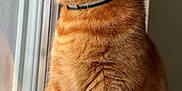 Osiris participe au concours pour gagner de l'argent avec cette photo : cat, ginger_cat, tabby, feline, pet, window, windowsill, indoor, portrait, whiskers, collar, sitting, paws, fur, looking_left, sunlight, reflection, domestic, cozy, closeup