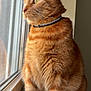 cat, ginger_cat, tabby, feline, pet, window, windowsill, indoor, portrait, whiskers, collar, sitting, paws, fur, looking_left, sunlight, reflection, domestic, cozy, closeup