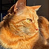 cat, orange_tabby, feline, pet, animal, indoor, sunlight, closeup, whiskers, fur, relaxed, resting, cozy, portrait, yellow_eyes, paw, shadow, texture, domestic_cat, mammal
