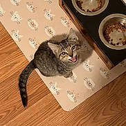 Ozzy is registered to the contest to win money with this photo: kitten, cat, tabby, pet, feeding_station, food_bowl, water_bowl, cat_mat, wood_floor, indoor, cute, looking_up, domestic_cat, small_animal, fur, whiskers, playful, young_cat, animal, pet_feeding_area