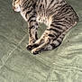 Ozzy joined the competition — help win amazing prizes! cat, tabby, sleeping, pet, animal, cozy, quilt, blanket, indoor, fur, whiskers, paws, relaxation, cute, domestic, striped, mammal, resting, peaceful, soft