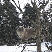 Blandine participe au concours pour gagner de l'argent avec cette photo : animal, bare_tree, branch, cat, cold, daylight, fluffy, forest, fur, landscape, majestic, nature, outdoor, perched, pine_trees, quiet, snow, tree, wildlife, winter