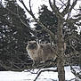 animal, bare_tree, branch, cat, cold, daylight, fluffy, forest, fur, landscape, majestic, nature, outdoor, perched, pine_trees, quiet, snow, tree, wildlife, winter