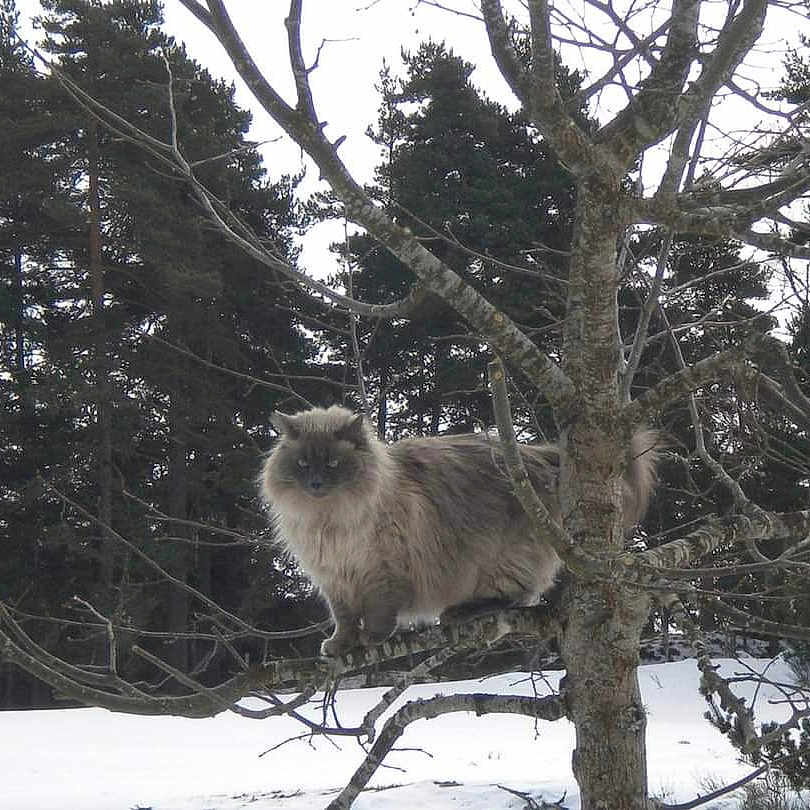 Blandine participe au concours pour gagner de l'argent avec cette photo : animal, bare_tree, branch, cat, cold, daylight, fluffy, forest, fur, landscape, majestic, nature, outdoor, perched, pine_trees, quiet, snow, tree, wildlife, winter