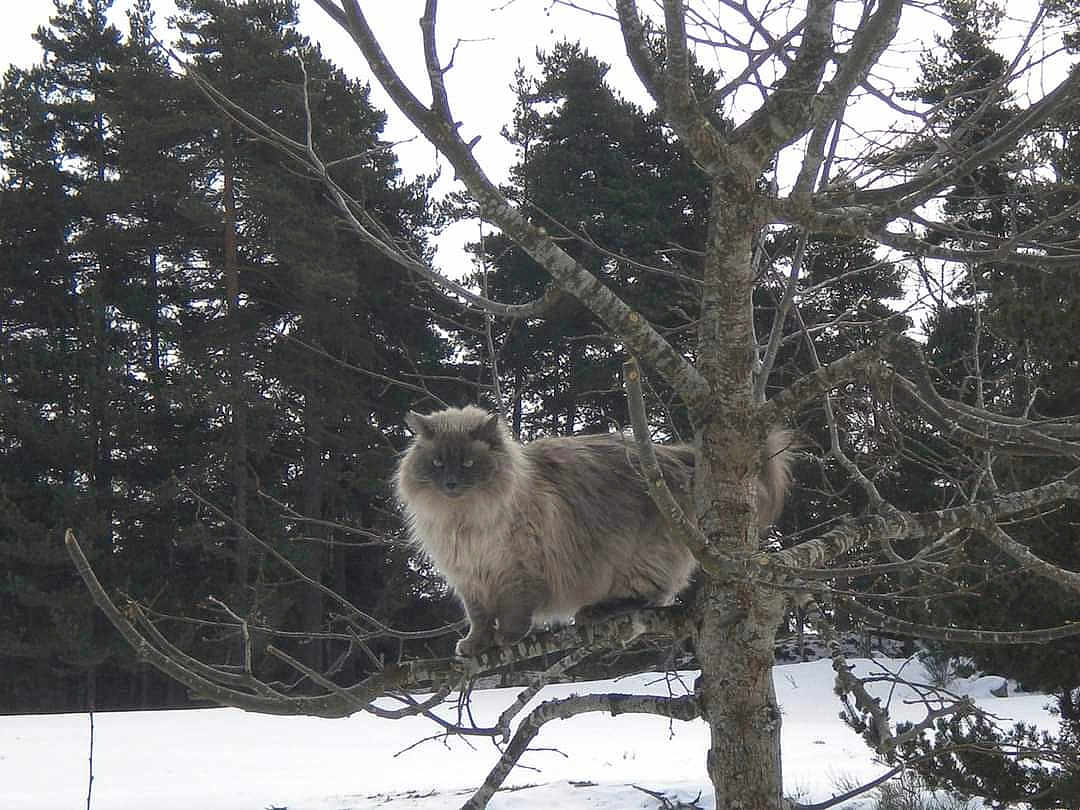 Blandine participe au concours pour gagner de l'argent avec cette photo : animal, bare_tree, branch, cat, cold, daylight, fluffy, forest, fur, landscape, majestic, nature, outdoor, perched, pine_trees, quiet, snow, tree, wildlife, winter