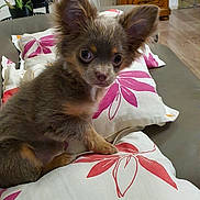Anouck participe au concours pour gagner de l'argent avec cette photo : animal, brown_puppy, couch, cozy, curious, cute, dog, domestic, floral_pattern, fluffy, home, indoor, pet, pillows, plants, puppy, sitting, small_dog, wooden_furniture, young_dog