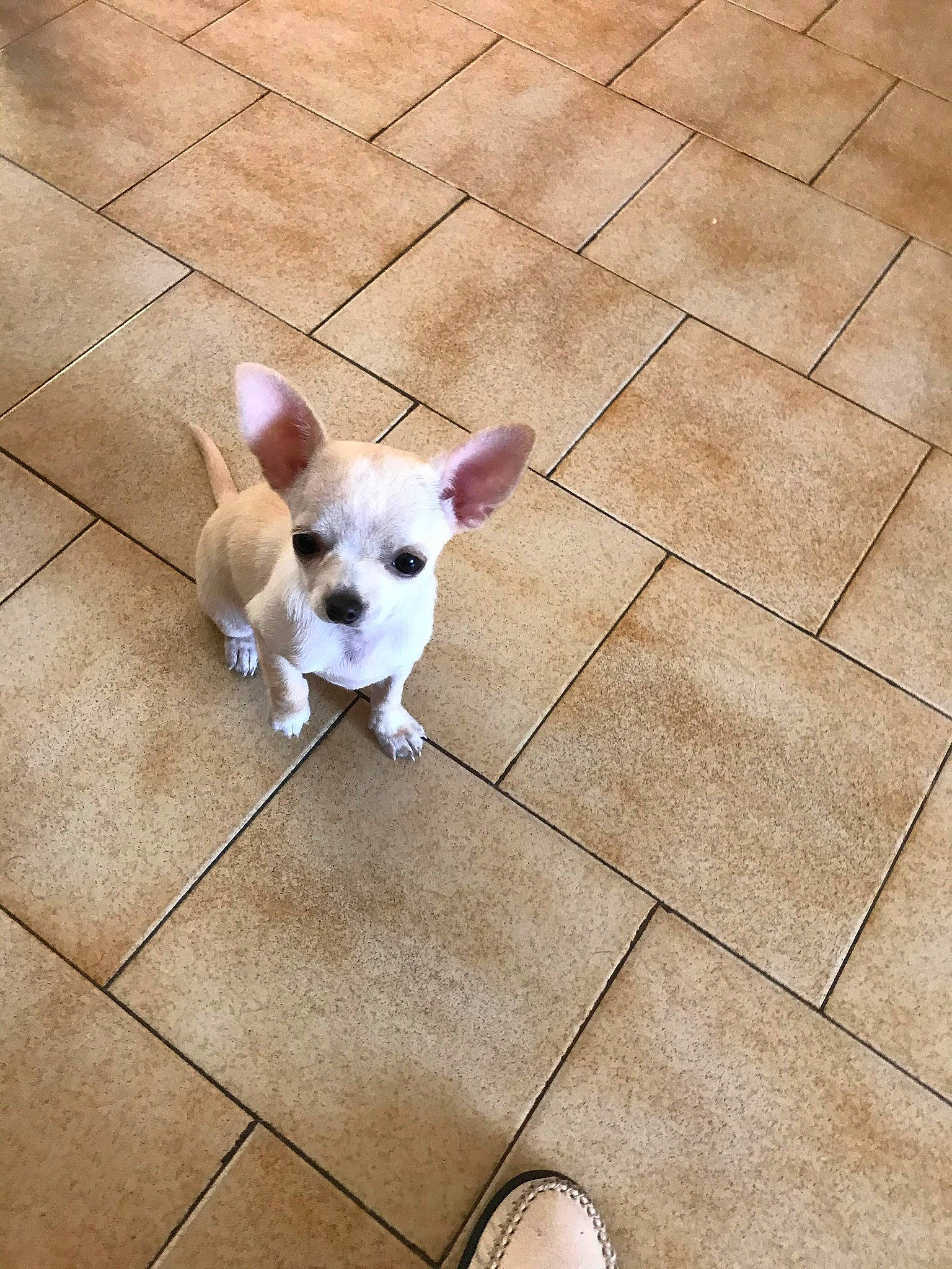 Lola a rejoint le concours — aidez-le/la à gagner de superbes lots ! canidae, carnivore, chihuahua, companion_dog, dog, dog_breed, dog_supply, fawn, flooring, line, paw, pet_supply, road_surface, sidewalk, snout, sporting_group, tail, toy_dog, wood, working_animal