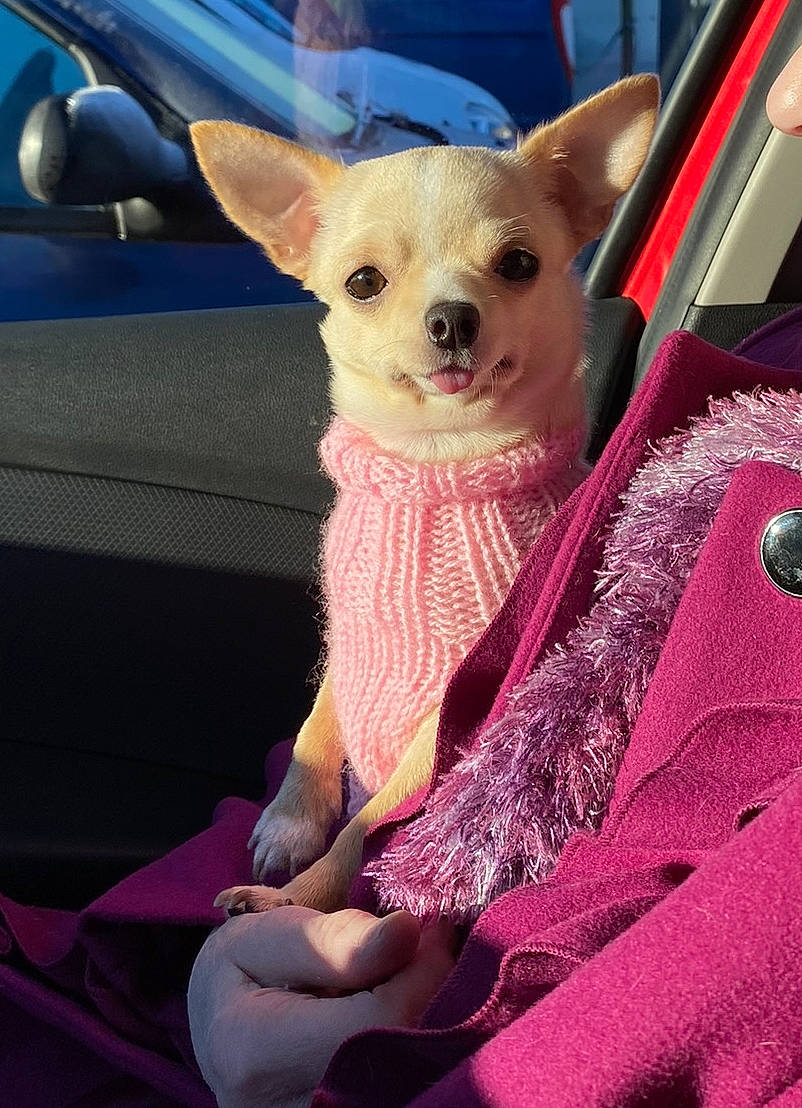 Lola a rejoint le concours — aidez-le/la à gagner de superbes lots ! auto_part, car, car_seat, carnivore, companion_dog, dog, dog_breed, fawn, fur, hood, magenta, motor_vehicle, pink, purple, snout, steering_wheel, toy_dog, vehicle_door, whiskers, working_animal