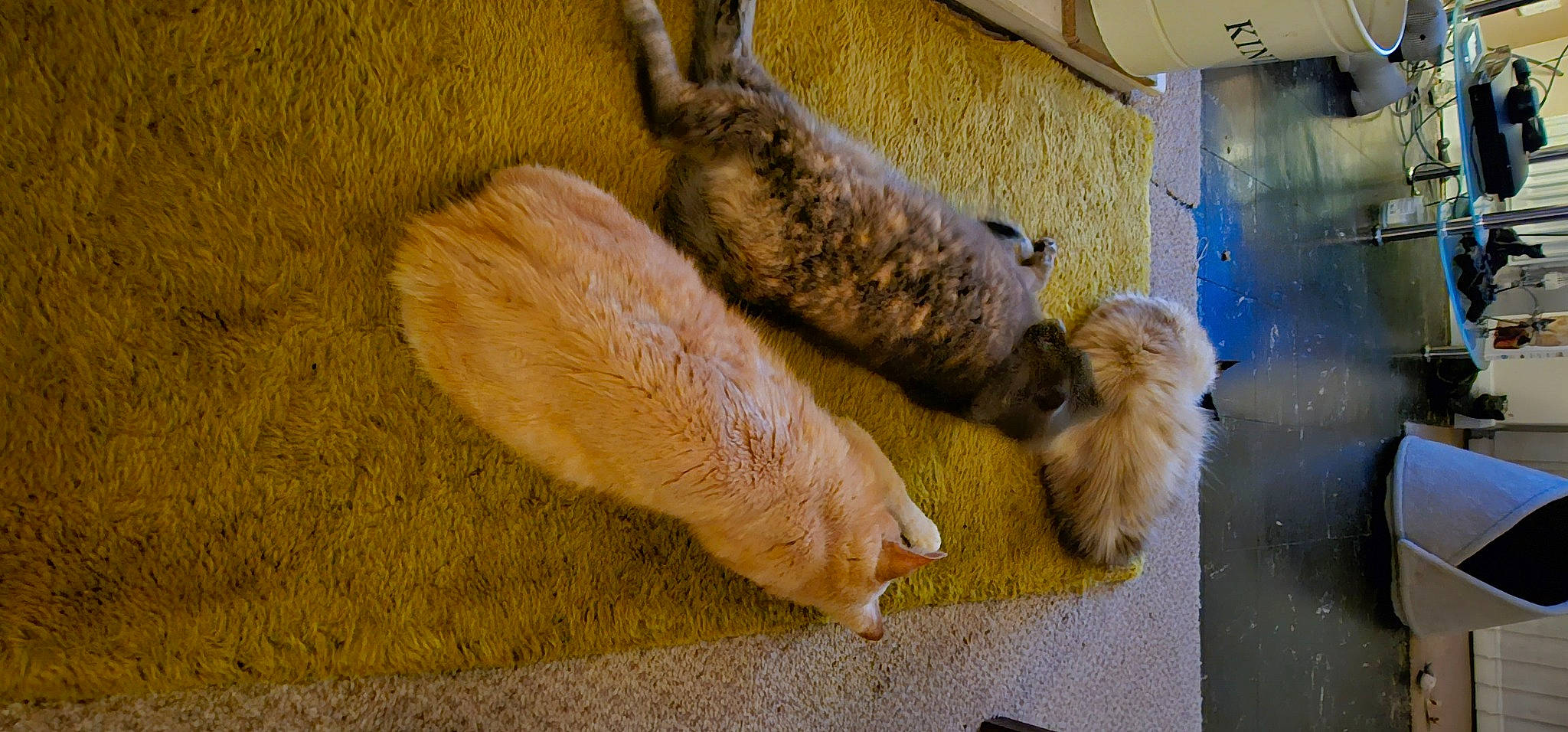 Fluffy joined the competition — help win amazing prizes! canidae, carnivore, claw, comfort, companion_dog, dog_breed, fawn, felidae, foot, fur, human_leg, paw, small_to_medium_sized_cats, snout, sporting_group, tail, terrestrial_animal, whiskers, wood, wool