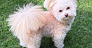 Zoe joined the competition — help win amazing prizes! adorable, animal, canine, companion, cream_colored, curious, cute, dog, fluffy, friendly, fur, grass, looking_up, nature, outdoor, park, pet, playful, small_dog, tail