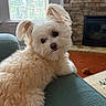 Zoe is registered to the contest to win money with this photo: animal, blinds, companion, couch, cozy, cute, dog, ears, fireplace, fluffy, fur, head_tilt, home, indoor, living_room, pet, relaxing, stone_wall, teal_furniture, window