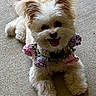 Zoe is registered to the contest to win money with this photo: adorable, animal, carpet, companion, cute, dog, ears, flowers, fluffy, fur, happy, indoor, knitted_collar, lying_down, pastel_colors, pet, relaxed, small_dog, smiling, tongue_out