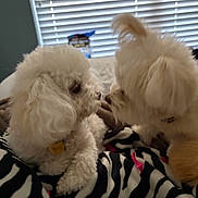Zoe is registered to the contest to win money with this photo: animal, bedroom, blanket, close_up, companion, cozy, cute, dog, face_to_face, fluffy, fur, indoor, pet, resting, small_dog, snuggle, soft_light, white_dog, window_blind, zebra_pattern