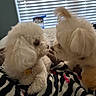 animal, bedroom, blanket, close_up, companion, cozy, cute, dog, face_to_face, fluffy, fur, indoor, pet, resting, small_dog, snuggle, soft_light, white_dog, window_blind, zebra_pattern