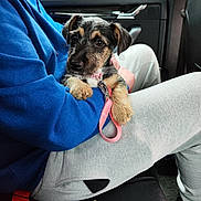 Mitzy joined the competition — help win amazing prizes! adult, airedale, animal, canine, car, car_interior, carseat, couch, cushion, dog, furniture, homedecor, hound, male, man, person, pet, terrier, transportation, vehicle
