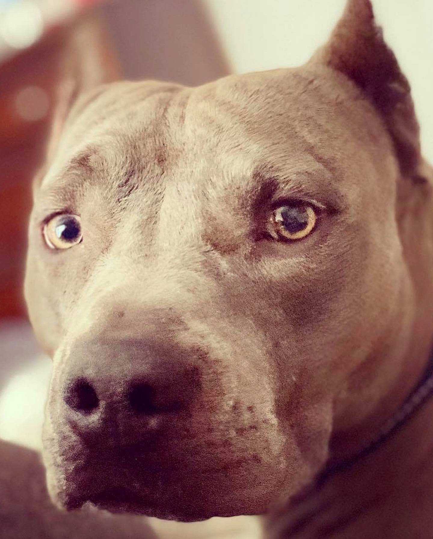 Cookie joined the competition — help win amazing prizes! ancient_dog_breeds, canidae, carnivore, collar, companion_dog, cordoba_fighting_dog, dog, dog_breed, dog_collar, ear, fawn, fur, metal, no_expression, non_sporting_group, selfie, snout, sporting_group, whiskers, working_animal