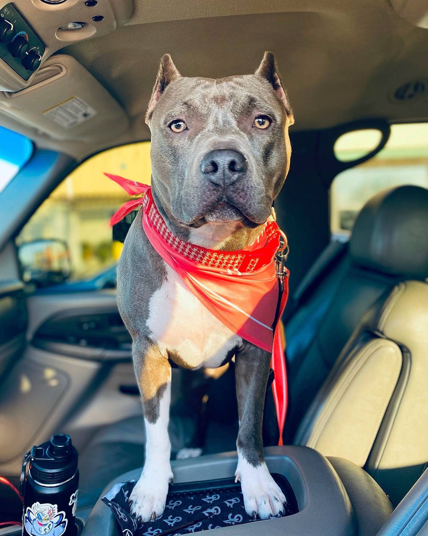 Cookie joined the competition — help win amazing prizes! auto_part, automotive_exterior, automotive_mirror, blue, car, carnivore, collar, companion_dog, dog, dog_breed, dog_collar, electric_blue, fawn, hood, motor_vehicle, snout, sporting_group, trunk, vehicle, vehicle_door